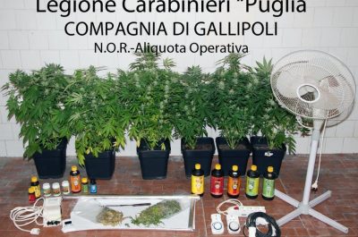 In casa una serra Hi-tech per coltivare marijuana: arrestato pizzaiolo - Corriere Salentino