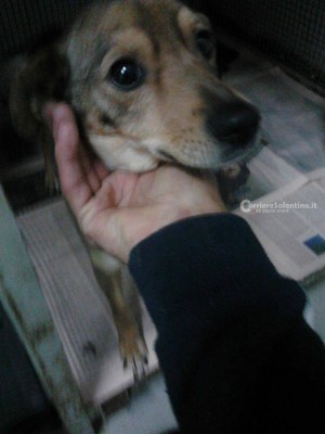 cane-abbandonato-via-pistoia-1