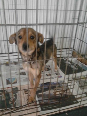 cane-abbandonato-via-pistoia-2