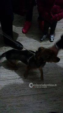cane-abbandonato-via-pistoia-3