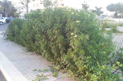 Ciricugno (Spazio Comune): "Piazzale Pertini, esempio del degrado ambientale di molte zone del paese" - Corriere Salentino