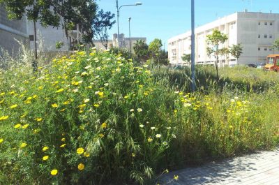 Ciricugno (Spazio Comune): "Piazzale Pertini, esempio del degrado ambientale di molte zone del paese" - Corriere Salentino