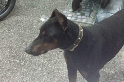 Lecce: smarrito un dobermann in Zona San Pio - Corriere Salentino
