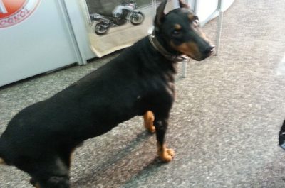 Lecce: smarrito un dobermann in Zona San Pio - Corriere Salentino