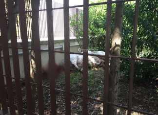 Toro fugge dal macello e semina il panico: la polizia è costretta ad abbatterlo