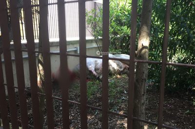 Toro fugge dal macello e semina il panico: la polizia è costretta ad abbatterlo - Corriere Salentino