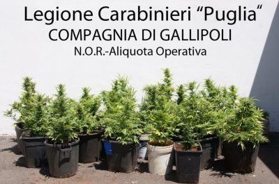 "Salento alias Giamaica", zio e nipote nei guai: coltivavano 200 piante di marijuana - Corriere Salentino