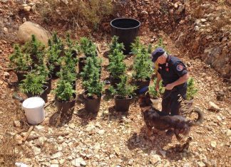 Piantagione di marijuana: Benegiamo lascia il carcere subito dopo la convalida