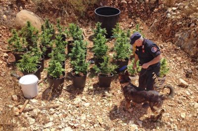 "Salento alias Giamaica", zio e nipote nei guai: coltivavano 200 piante di marijuana - Corriere Salentino