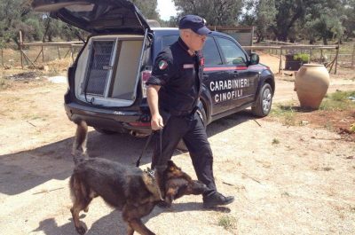 "Salento alias Giamaica", zio e nipote nei guai: coltivavano 200 piante di marijuana - Corriere Salentino