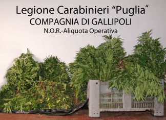 “Pollice verde” per la marijuana, arrestati zio e nipote con 600 piantine