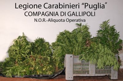"Pollice verde" per la marijuana, arrestati zio e nipote con 600 piantine - Corriere Salentino