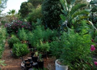 Serra di marijuana nelle vicinanze del campo rom “Panareo”: condannati i due custodi