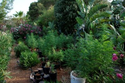 Maxi piantagione nel giardino di casa: 33enne coltivava 640 piante di "erba. Arresti e denunce per spaccio, furto e maltrattamenti - Corriere Salentino