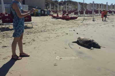 Da giorni abbandonate in riva al mare, anche i turisti scattano "selfie" con le tartarughe morte - Corriere Salentino