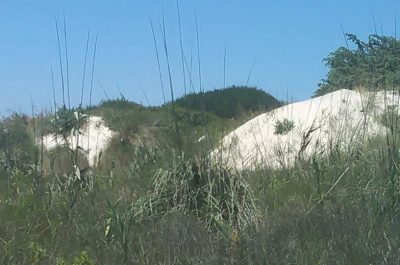 Torre Rinalda, sfregiata un'altra area dunale. D'Agata: "Si tuteli il paesaggio e si monitori il territorio" - Corriere Salentino