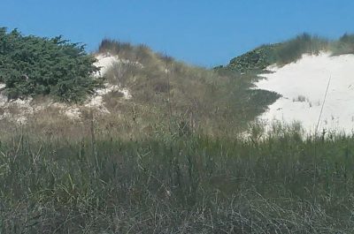 Torre Rinalda, sfregiata un'altra area dunale. D'Agata: "Si tuteli il paesaggio e si monitori il territorio" - Corriere Salentino
