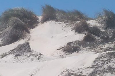 Torre Rinalda, sfregiata un'altra area dunale. D'Agata: "Si tuteli il paesaggio e si monitori il territorio" - Corriere Salentino