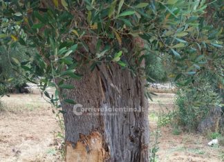 Esce fuori strada e si schianta contro ulivo: grave 36enne