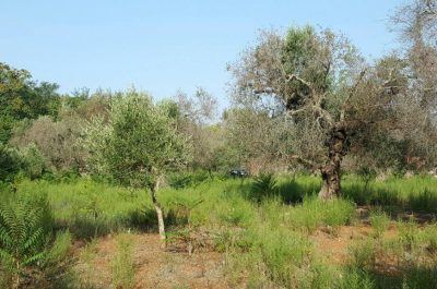 Maxi piantagione nel giardino di casa: 33enne coltivava 640 piante di "erba. Arresti e denunce per spaccio, furto e maltrattamenti - Corriere Salentino