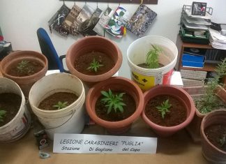 Nel cellulare le foto delle piantine di “erba”, due giovanissimi finiscono nei guai