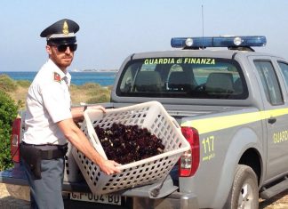 Pesca di frodo di ricci di mare: tre denunce e sequestri a Torre Lapillo