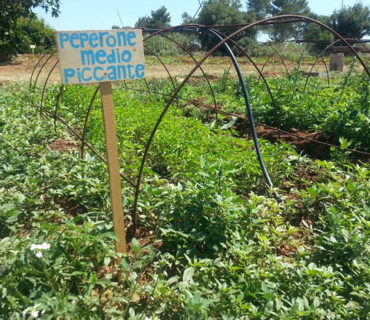 Apre il 1° Vivaio comune della biodiversità della Puglia