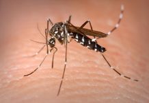 dengue, da questa notte un intervento straordinario di disinfestazione Salute - Corriere Salentino
