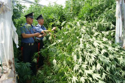 Una serra fai da te di marijuana nella villa: in manette un insospettabile geometra - Corriere Salentino