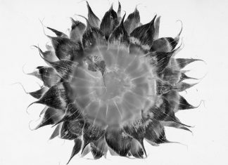 “Stellaria solaris garden project 2016”: personale di Michele Guido a Gagliano del Capo