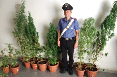 Piantagione di "marija" sul terrazzo di casa, altra droga nascosta nel divano: arrestato 25enne - Corriere Salentino
