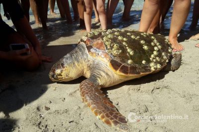 Esala l'ultimo respiro davanti agli attoniti bagnanti, grossa tartaruga muore in spiaggia - Corriere Salentino