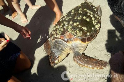 Esala l'ultimo respiro davanti agli attoniti bagnanti, grossa tartaruga muore in spiaggia - Corriere Salentino