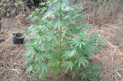 18enne leccese con il “pollice verde” denunciato perché sorpreso a coltivare “maria” nel giardino di casa - Corriere Salentino