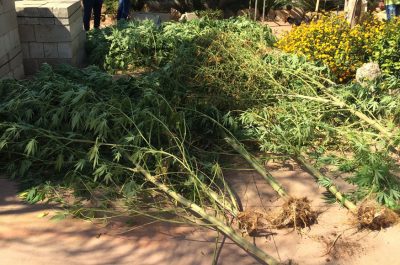 Una serra di marijuana in un fondo davanti casa: in manette un 28enne - Corriere Salentino