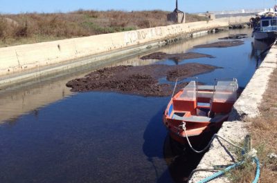 Rotundo: "Darsena di San cataldo ancora sepolta dalle alghe, come sono stati spesi i soldi dei contribuenti?" - Corriere Salentino
