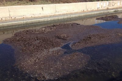 Rotundo: "Darsena di San cataldo ancora sepolta dalle alghe, come sono stati spesi i soldi dei contribuenti?" - Corriere Salentino
