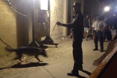 Al concerto con droga da spacciare o da fumare: arrestato un pusher napoletano, segnalati oltre 50 giovani - Corriere Salentino