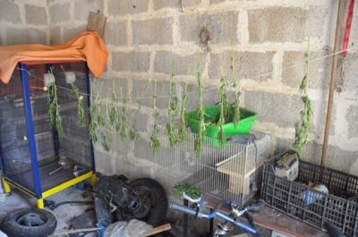 18enne leccese con il “pollice verde” denunciato perché sorpreso a coltivare “maria” nel giardino di casa - Corriere Salentino