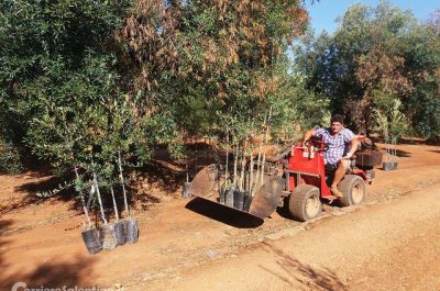 Al via un campo sperimentale ricerca anti Xylella ad Acquarica del Capo - Corriere Salentino