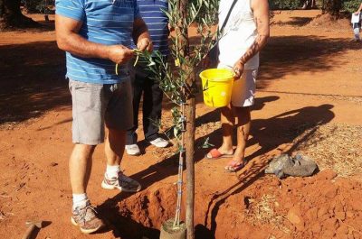 Al via un campo sperimentale ricerca anti Xylella ad Acquarica del Capo - Corriere Salentino