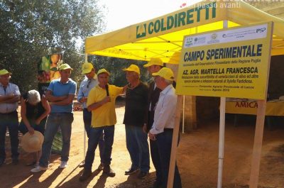 Al via un campo sperimentale ricerca anti Xylella ad Acquarica del Capo - Corriere Salentino