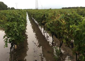 Salento devastato dalle piogge, vendemmia a rischio. Maci scrive alle Istituzioni