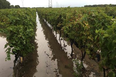 Maltempo: Dario Stefàno scrive a Martina, "Ristoro a agricoltori pugliesi" - Corriere Salentino