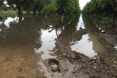 Maltempo: Dario Stefàno scrive a Martina, "Ristoro a agricoltori pugliesi" - Corriere Salentino
