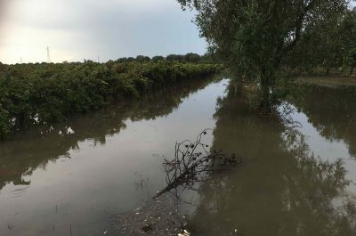 Maltempo: Dario Stefàno scrive a Martina, "Ristoro a agricoltori pugliesi" - Corriere Salentino