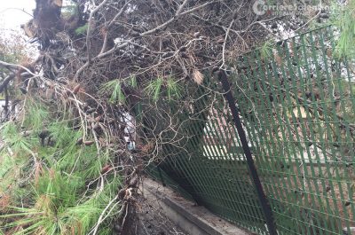 Paura e disagi per il maltempo: strade come piscine e un albero si abbatte sulla recinzione di una scuola - Corriere Salentino