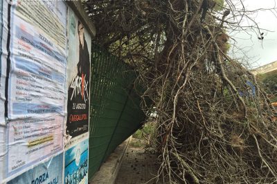 Paura e disagi per il maltempo: strade come piscine e un albero si abbatte sulla recinzione di una scuola - Corriere Salentino