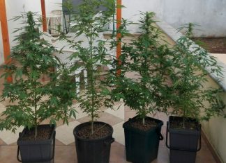Tra ortaggi e alberi di frutto spuntano 30 piante di marijuana: arrestato un 50enne