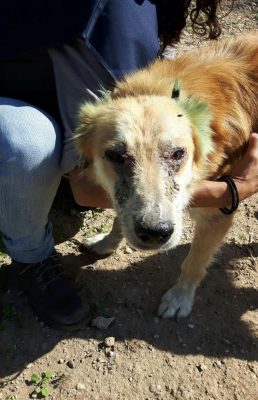 sequestro-canile-nardo-1